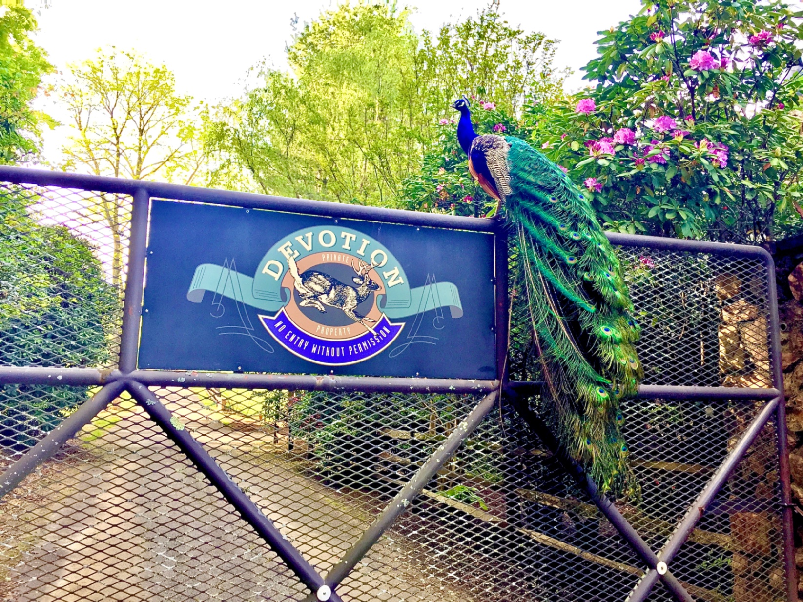 The iron entrance gate at Devotion with its painted leaping-deer sign reading Private Property, No Entry Without Permission, and a peacock perched on the rail